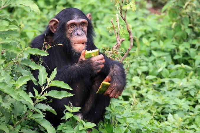 Soutenez la protection des primates.